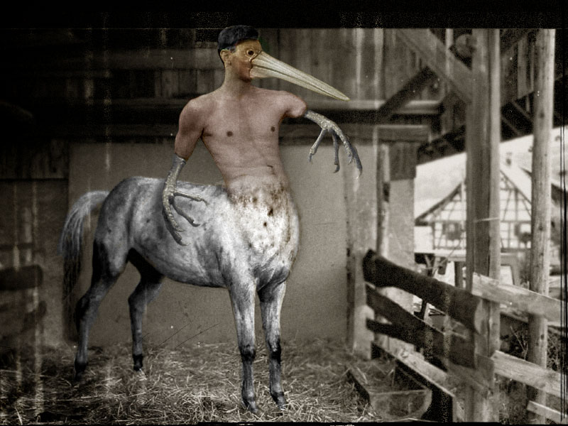 Homequus pelicanis